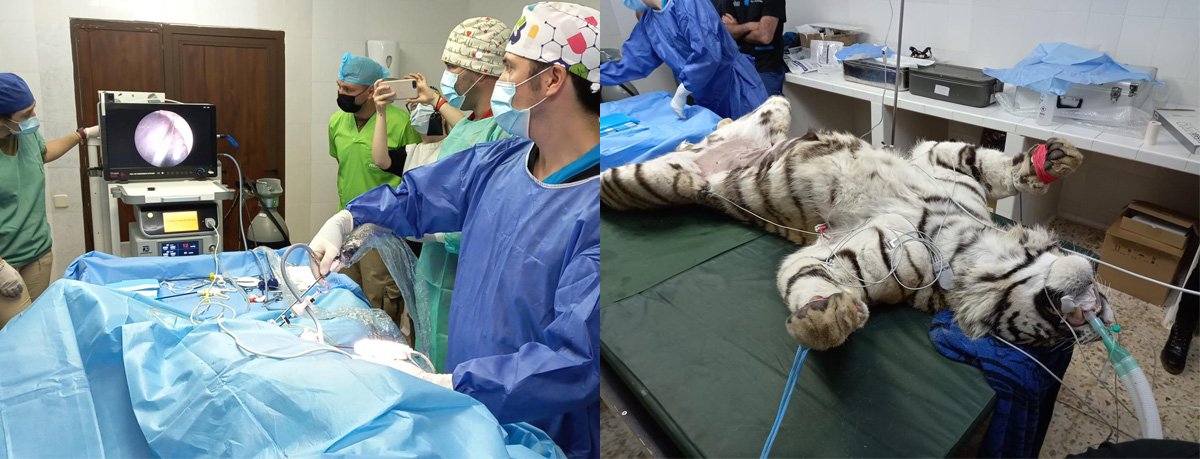 益柯达VET-9122兽用内窥镜应用案例之老虎的腹腔镜外科手术