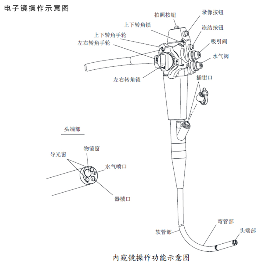 动物电子胃肠镜