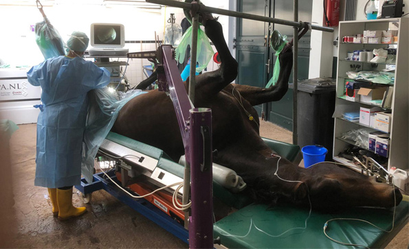关节镜系统在马的外科手术中的应用