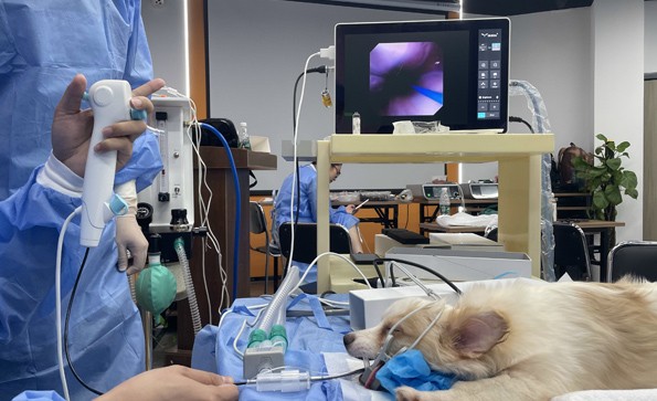 一次性支气管镜在宠物医疗中的应用