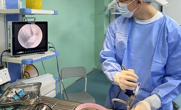 兽用腹腔内窥镜绝育术的应用